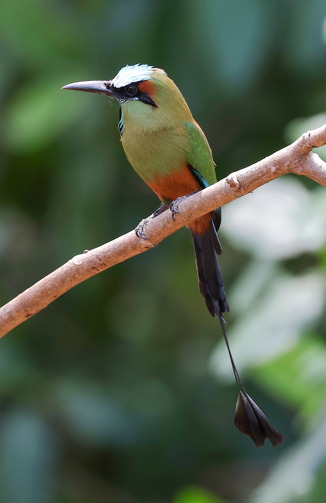 Turquoise-browed Motmot