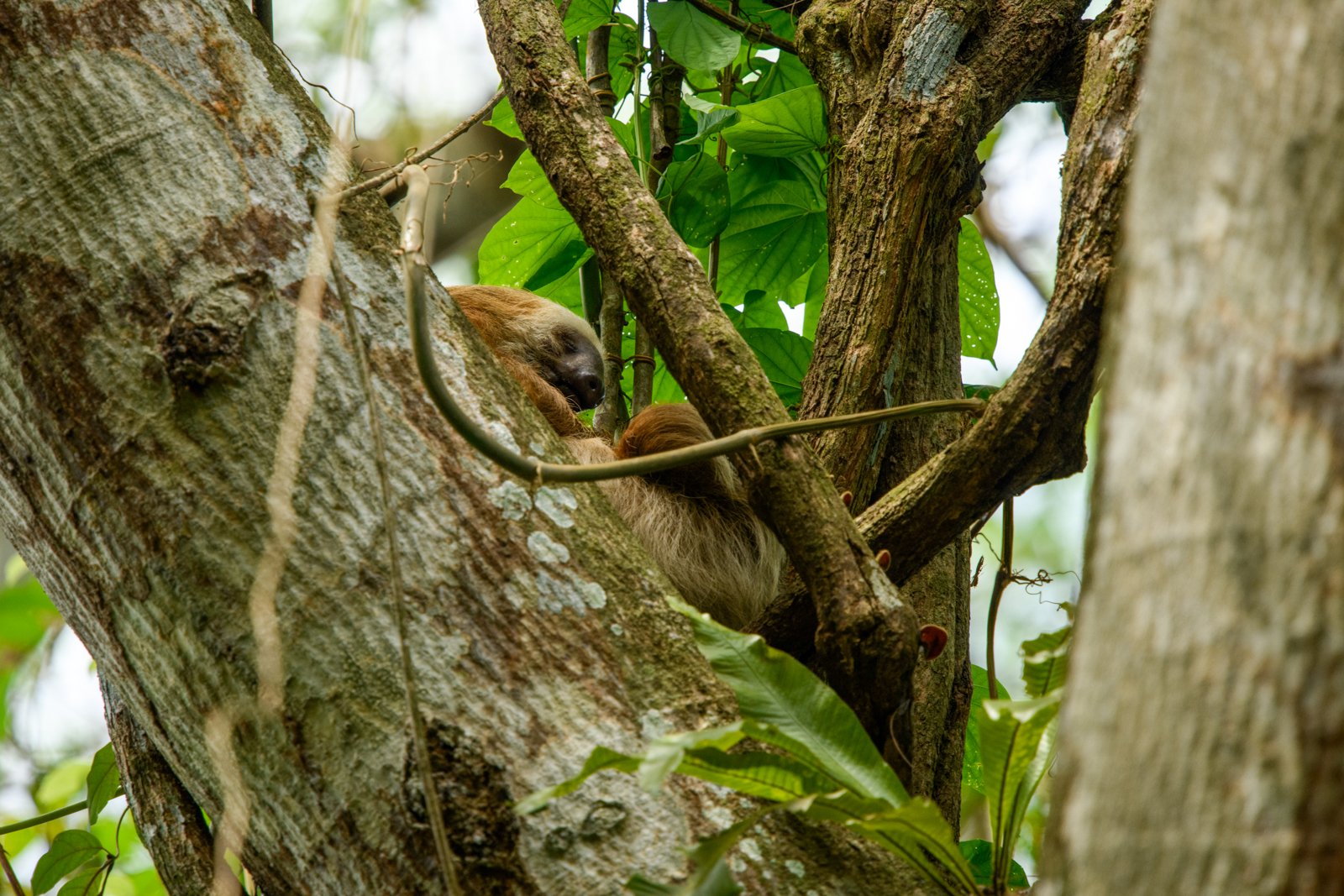 Two-toed Sloth