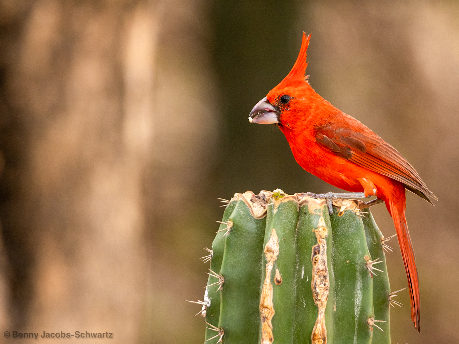 Vermillion Cardinal