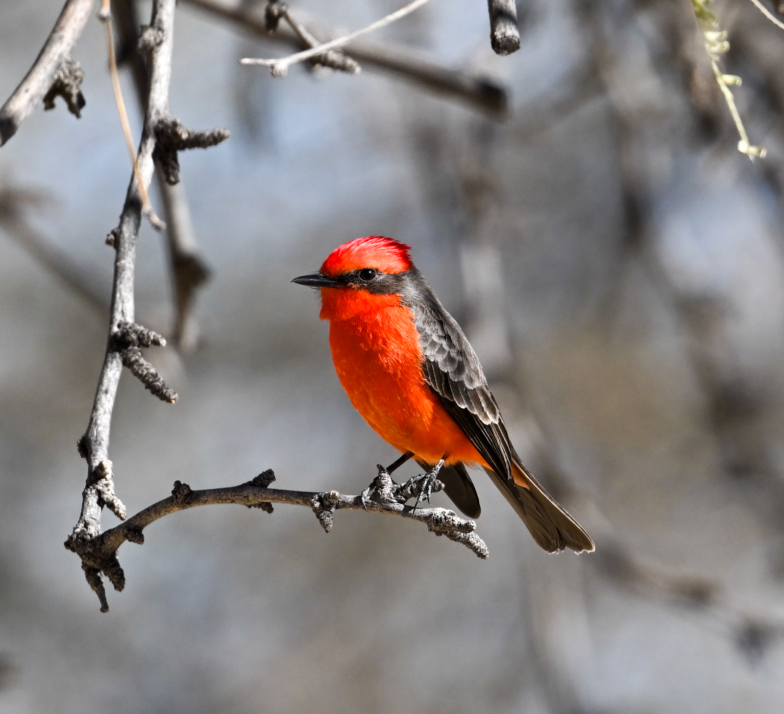 Vermillion Flycatcher