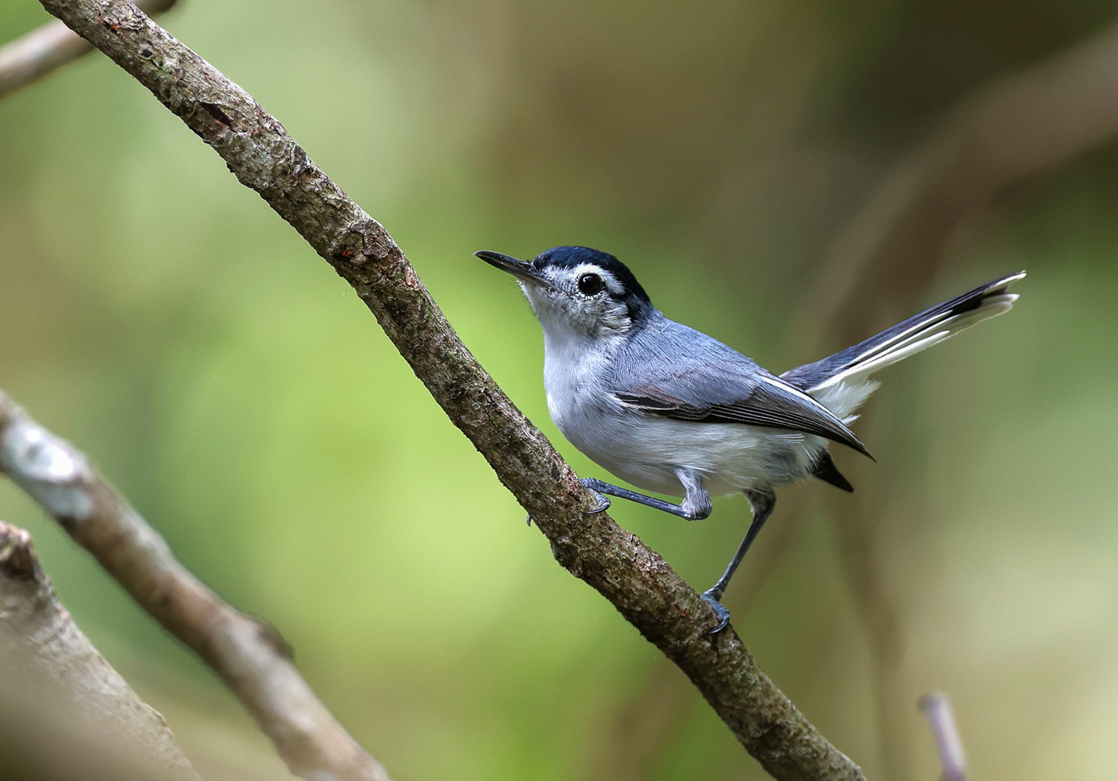 White-lored Gnatcatcher