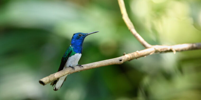 Panama Canal and Darien Zone Trip Report March 2025