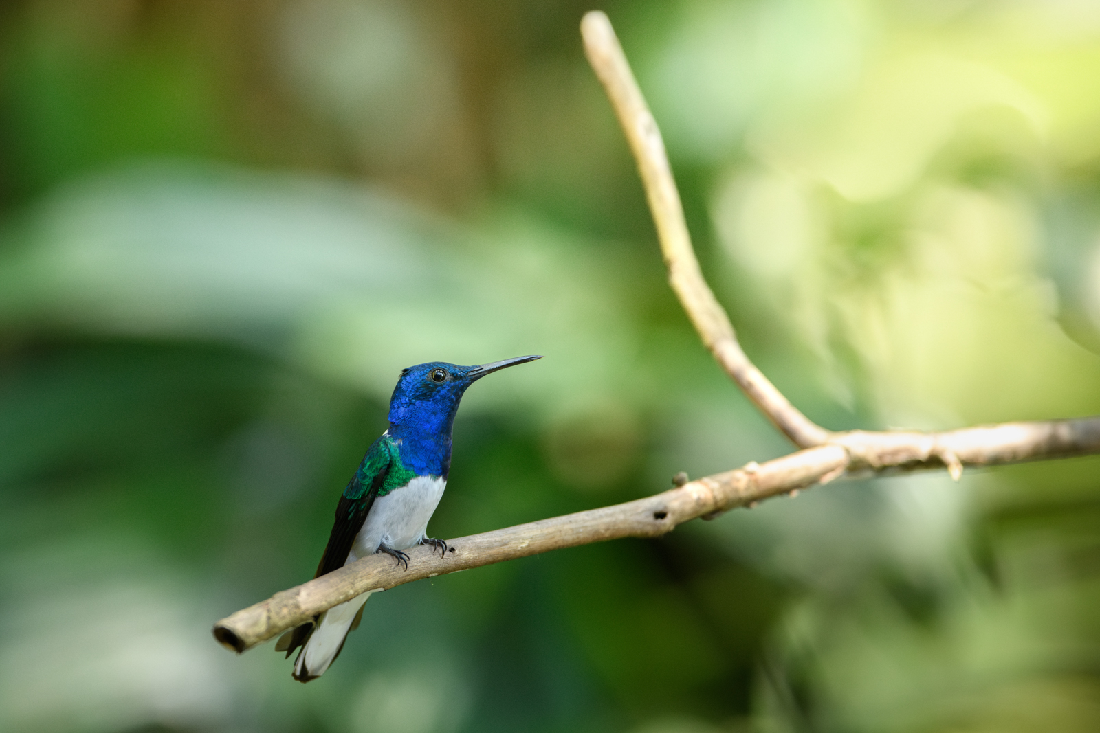 White-necked Jacobin