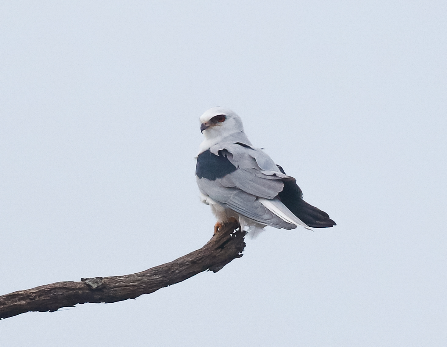 White-tailed Kite