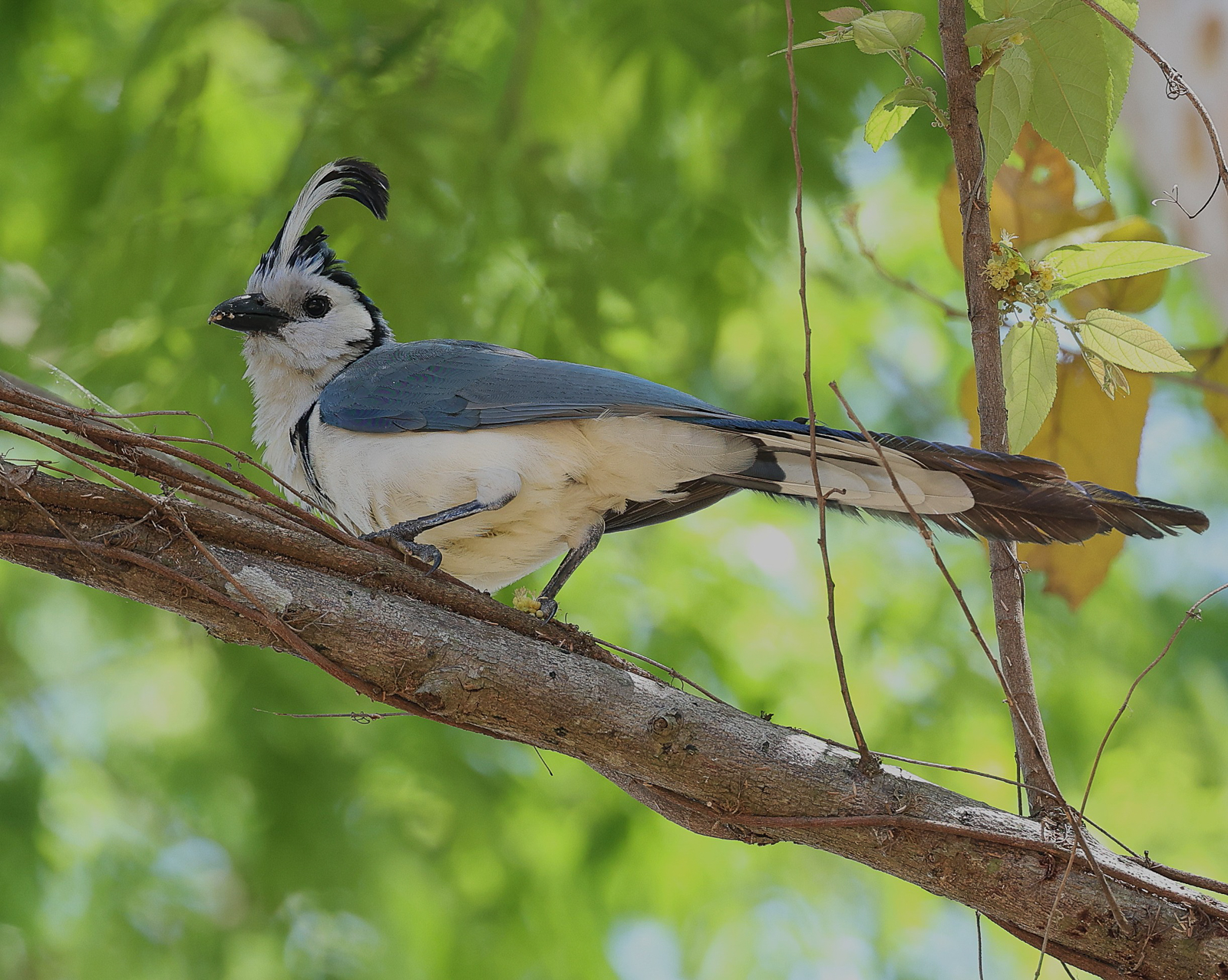 White-throated Magpie Jay