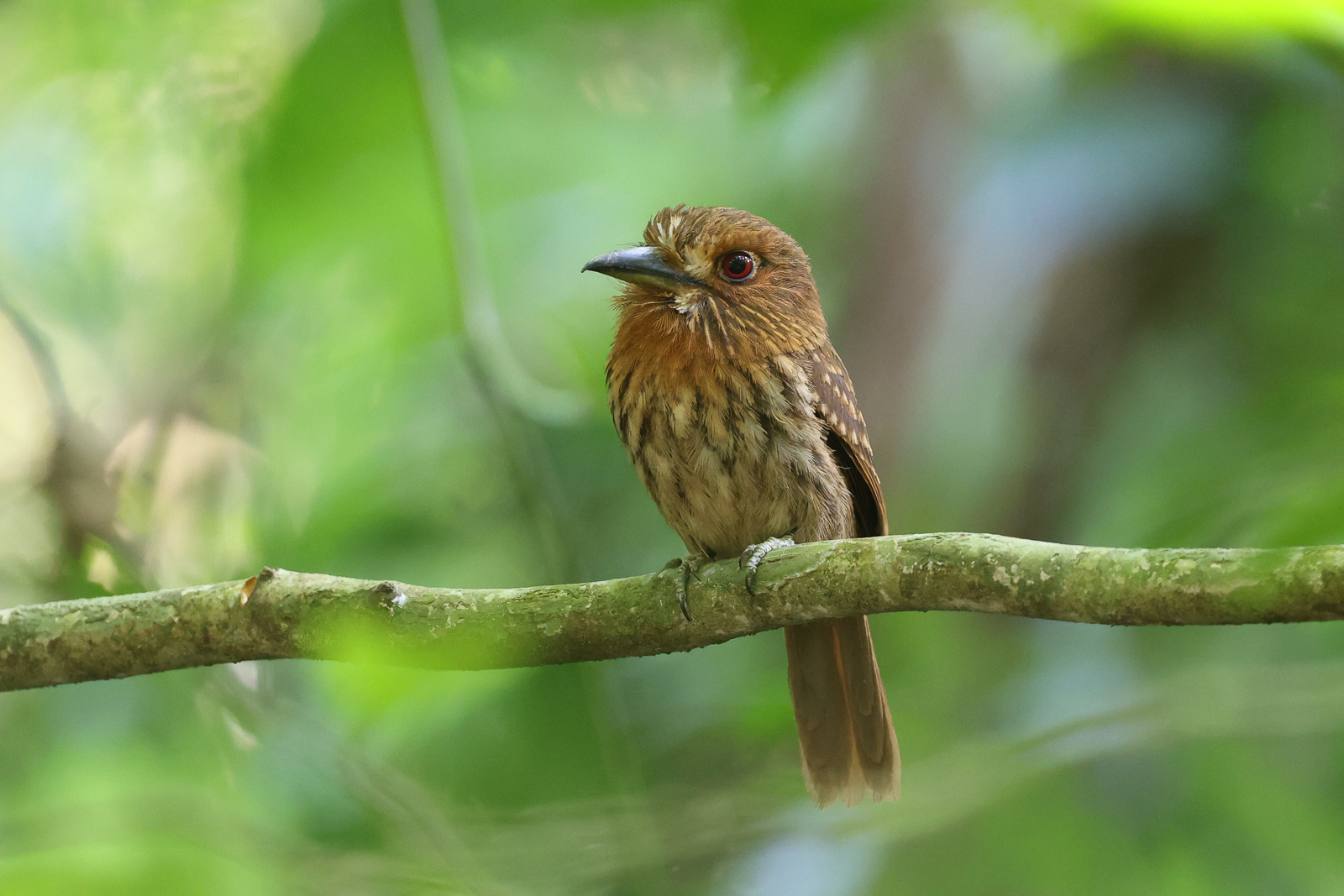 White-whiskered Puffbird