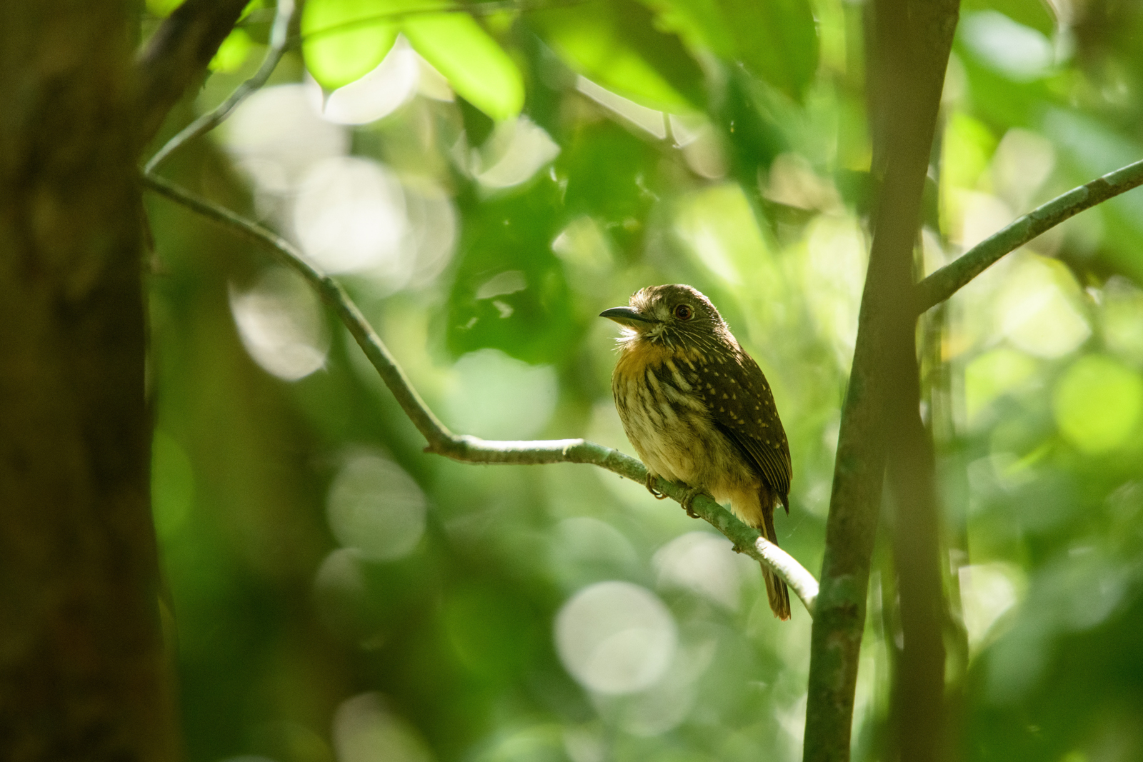White-whiskered Puffbird