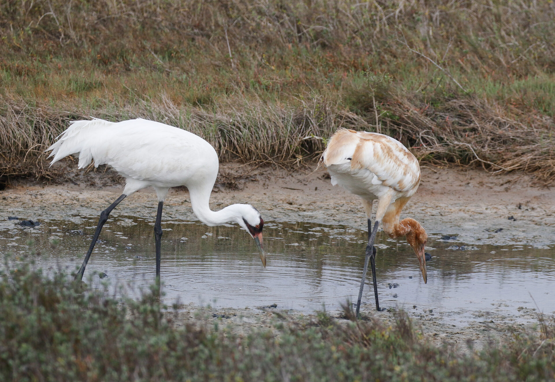 Whooping Cranes