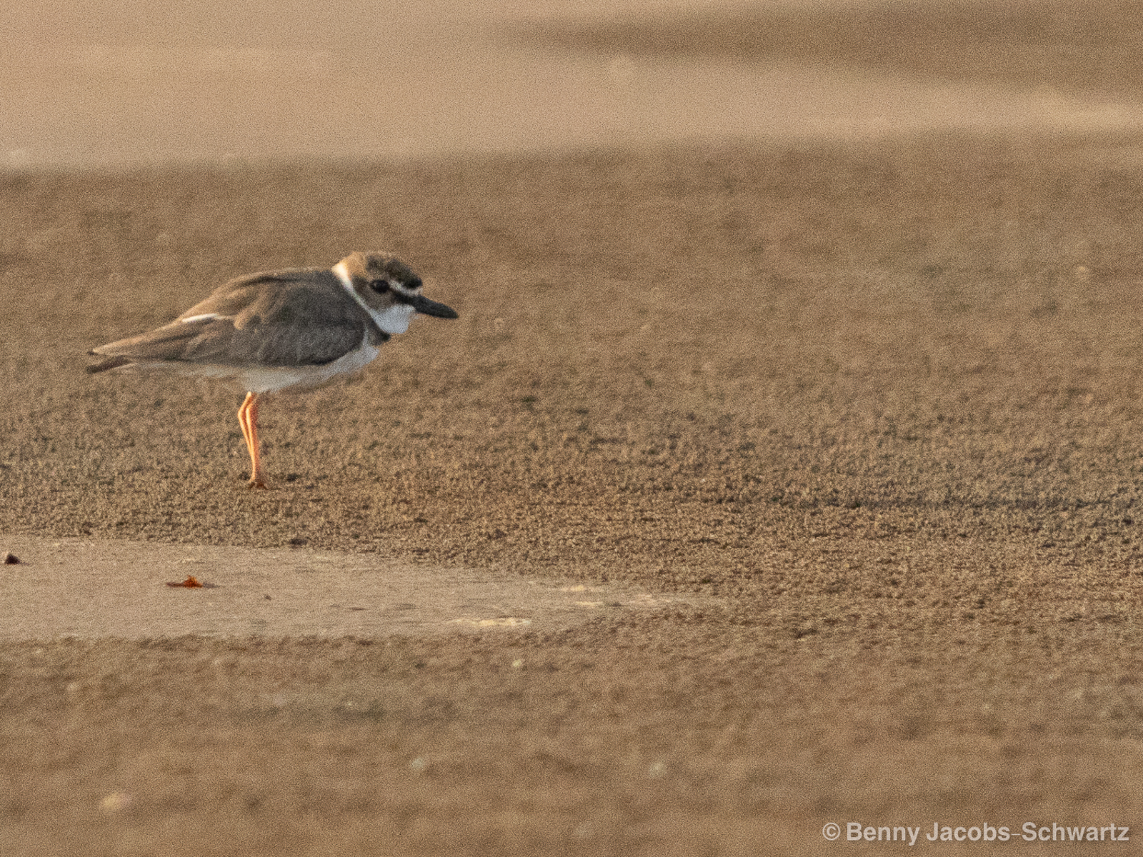 Wilson's Plover
