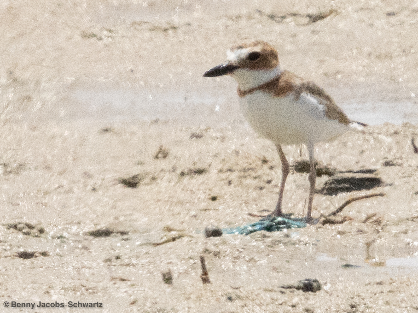 Wilson's Plover