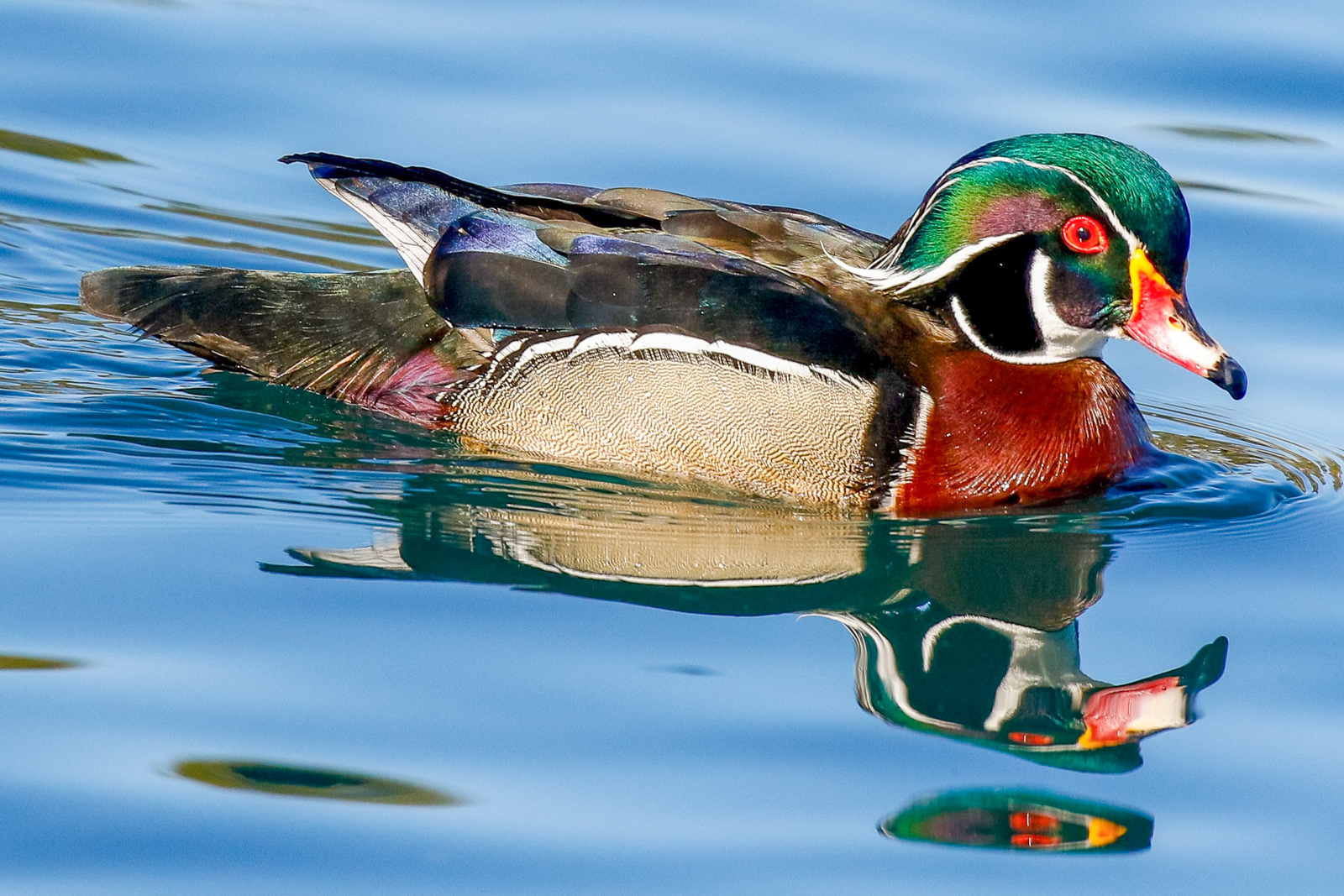 Wood Duck