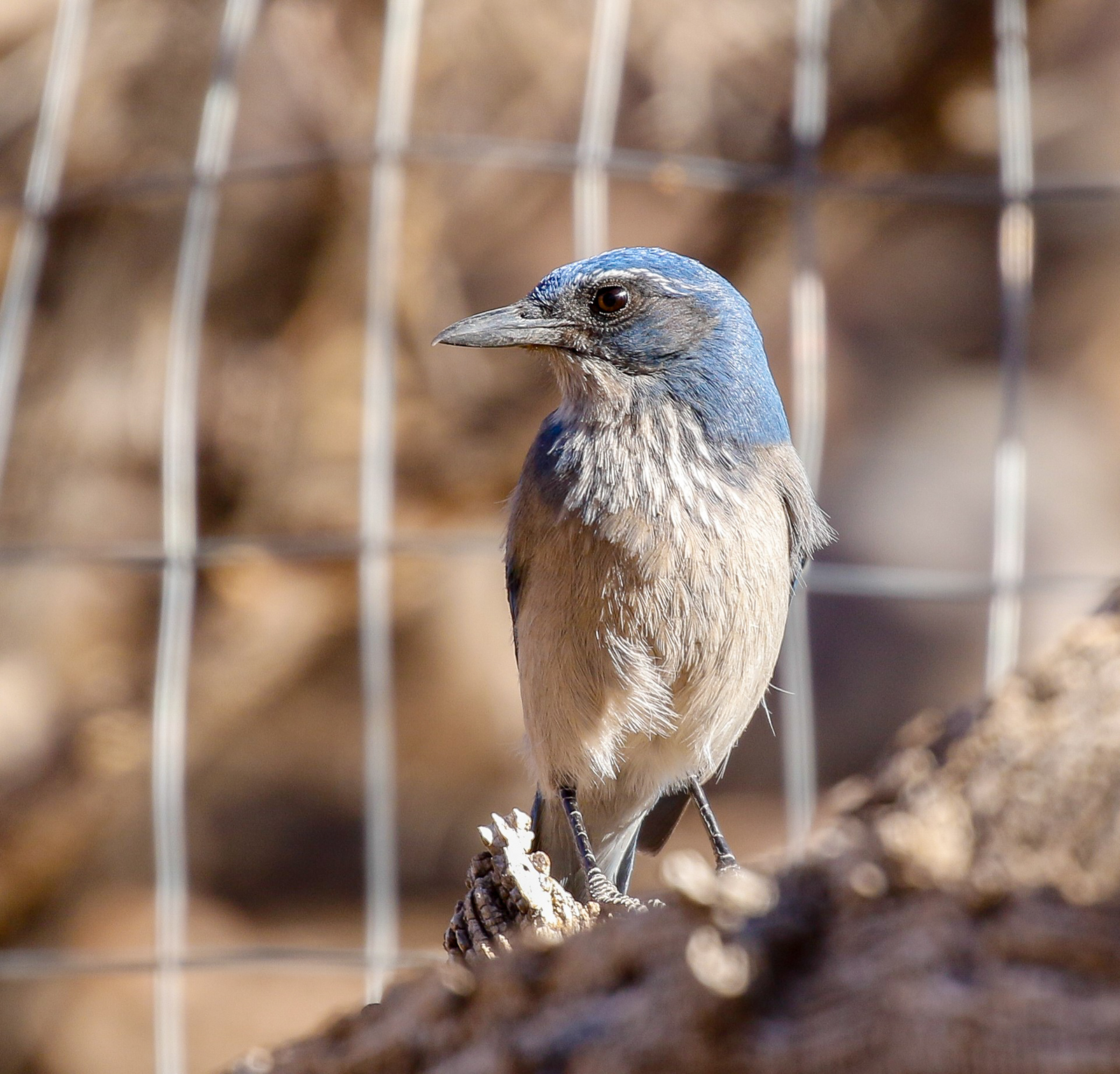 Woodhouse's Scrub-Jay