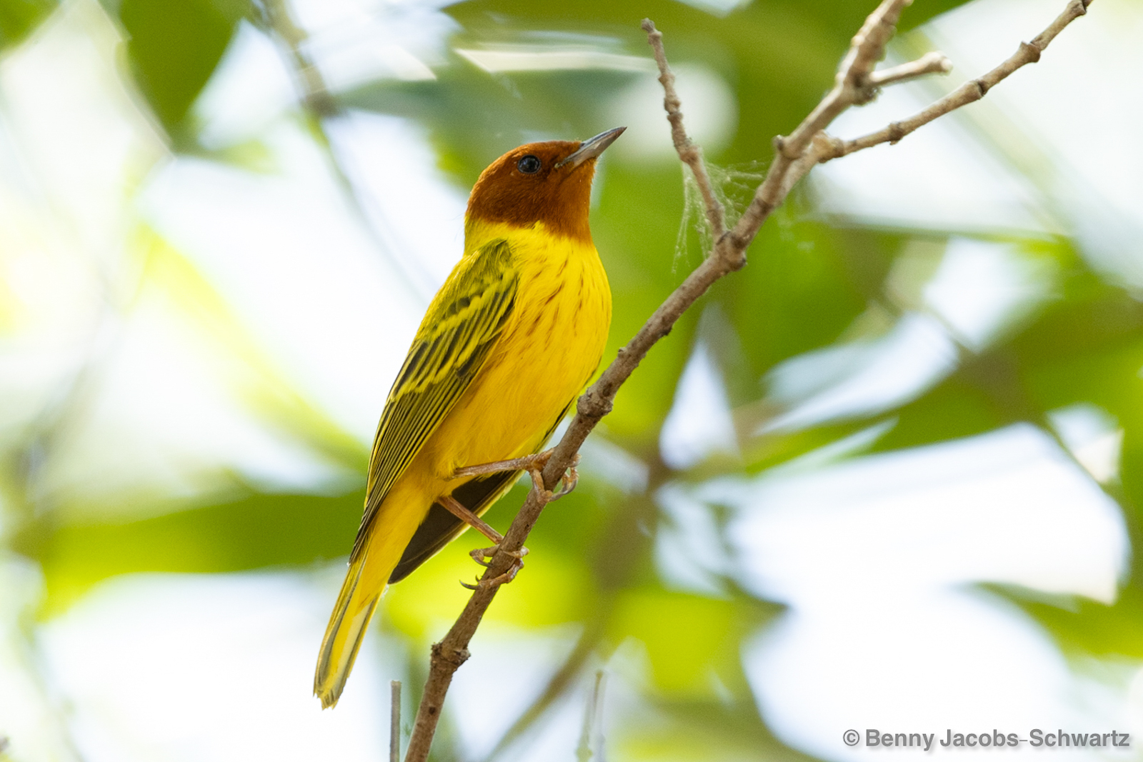 Yellow Warbler