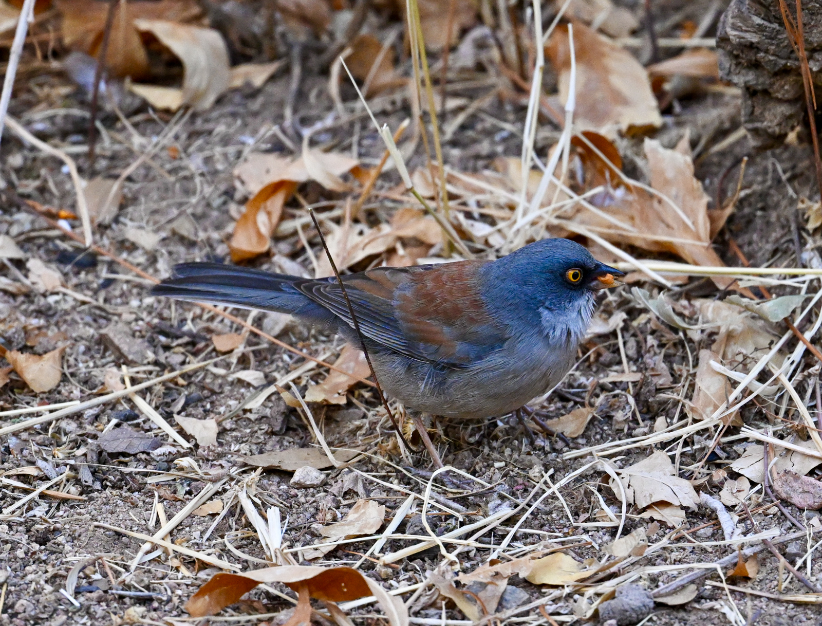 Yellow-eyed Junco