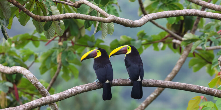 Costa Rica Sampler Trip Report (Mar 20 - 31, 2025)