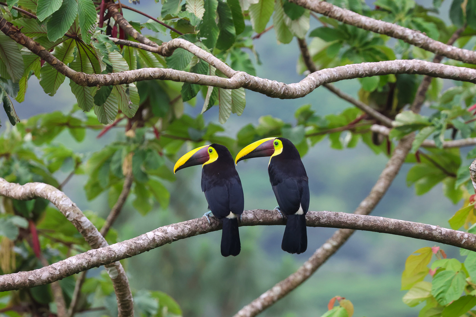 Yellow-throated Toucan