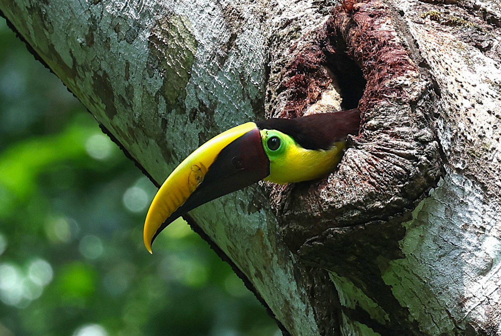Yellow-throated Toucan