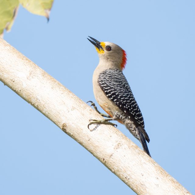 Yucatan Woodpecker