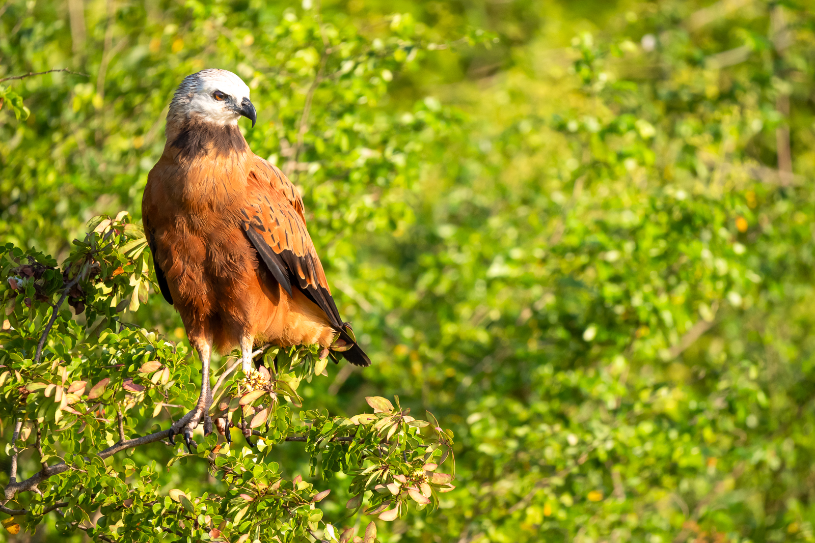 Black-collared Hawk