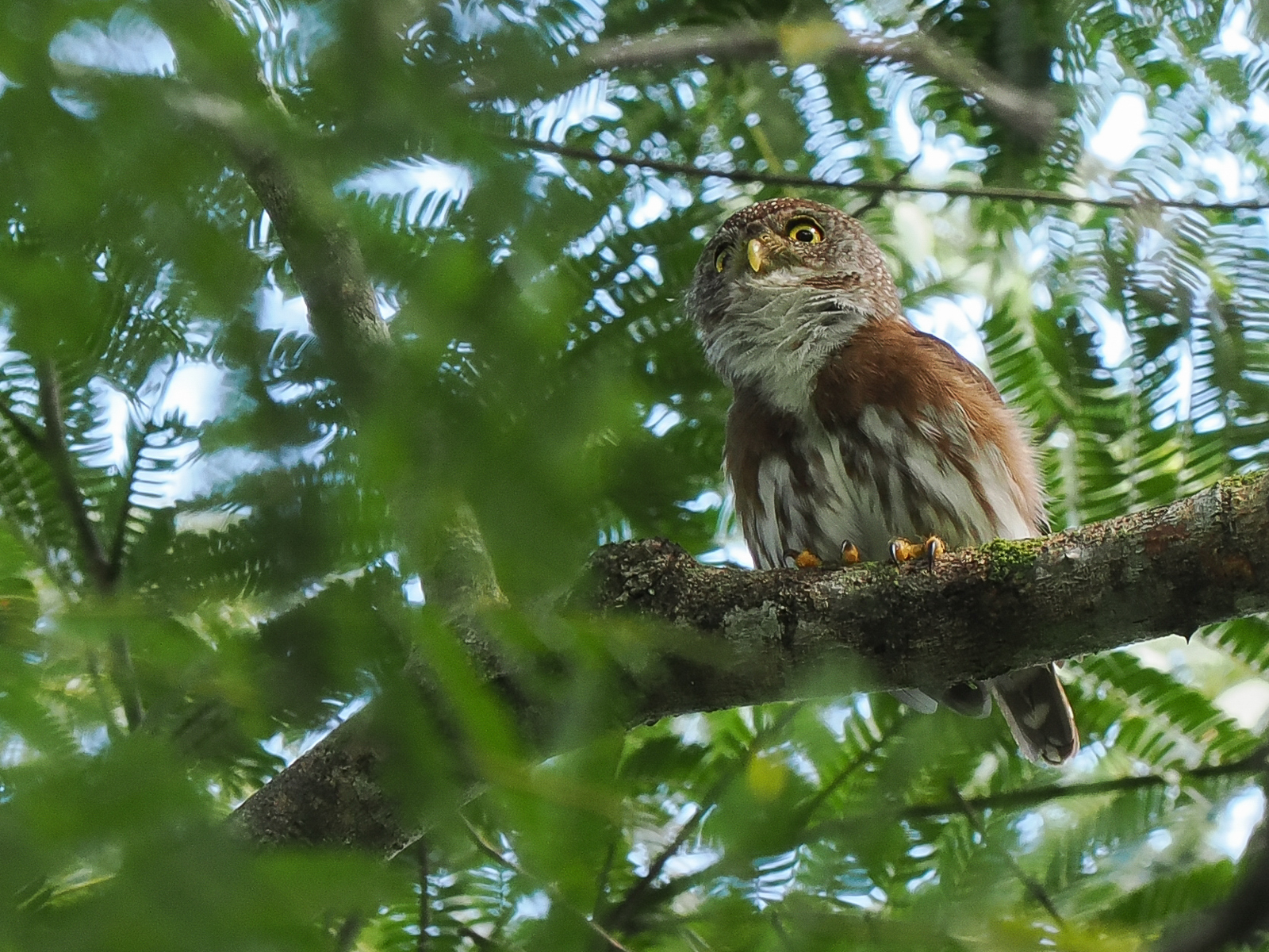 Central American Pygmy-Owl