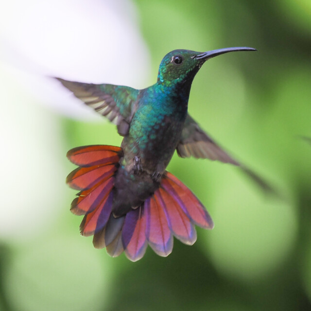 Green-breasted Mango