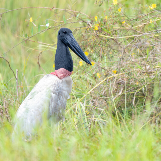 Jabiru
