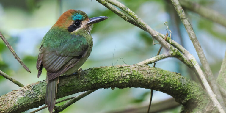 Belize & Tikal Trip Report (Feb 21 - Mar 3, 2025)