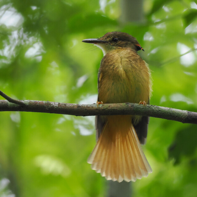 Tropical Royal Flycatcher