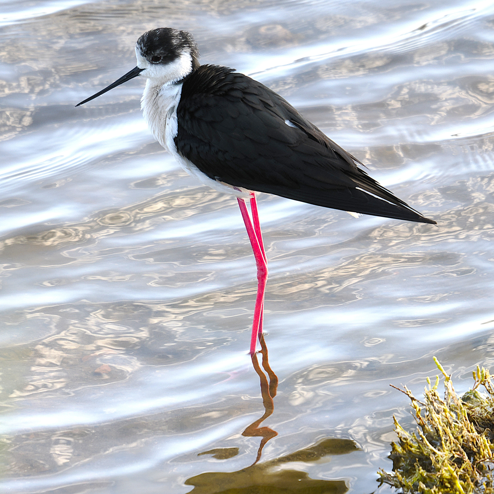 Black-winged Stilt