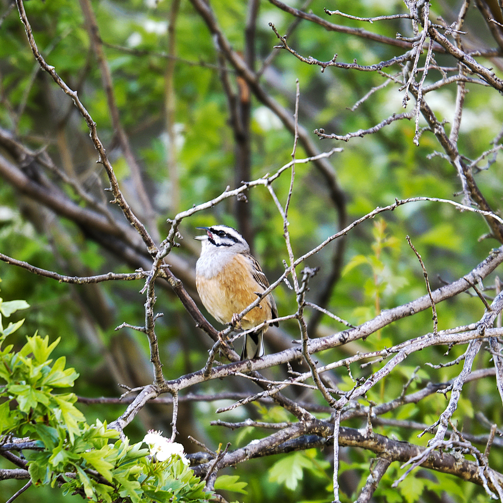 Rock Bunting