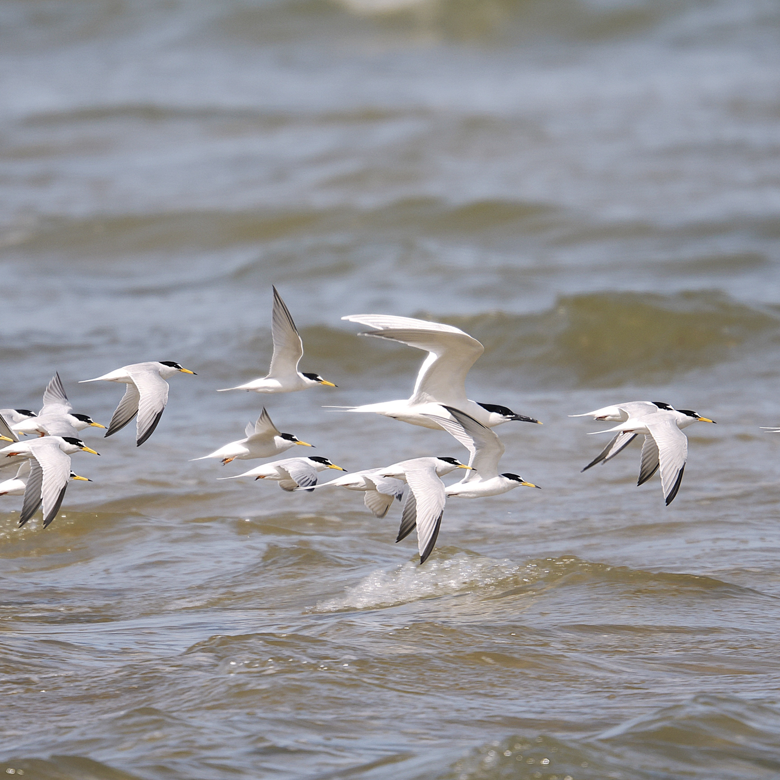 Sandwich and Little Tern