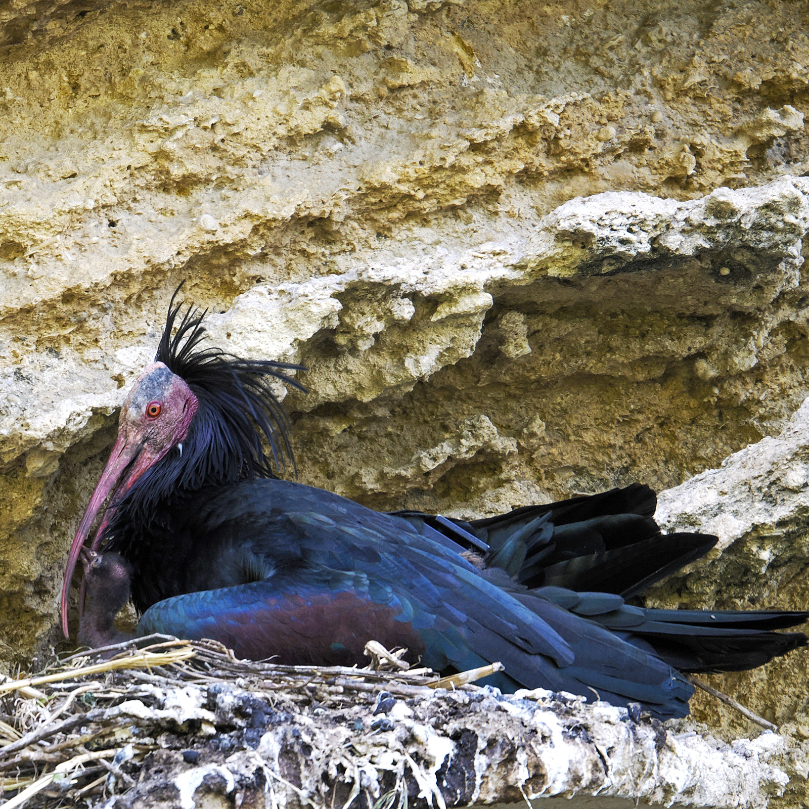 Bald Ibis