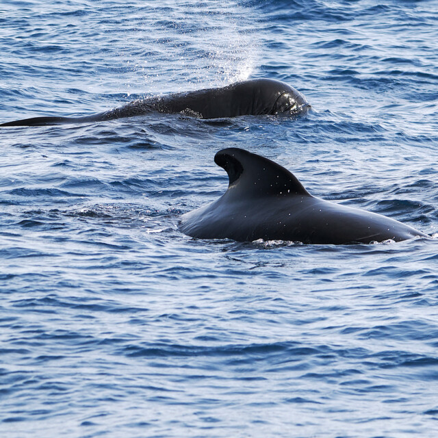 Pilot whales