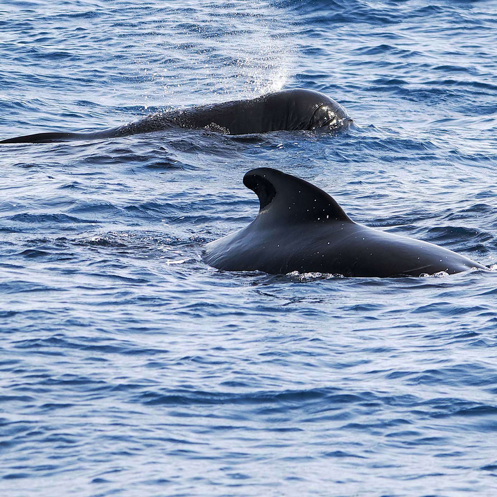 Pilot whales