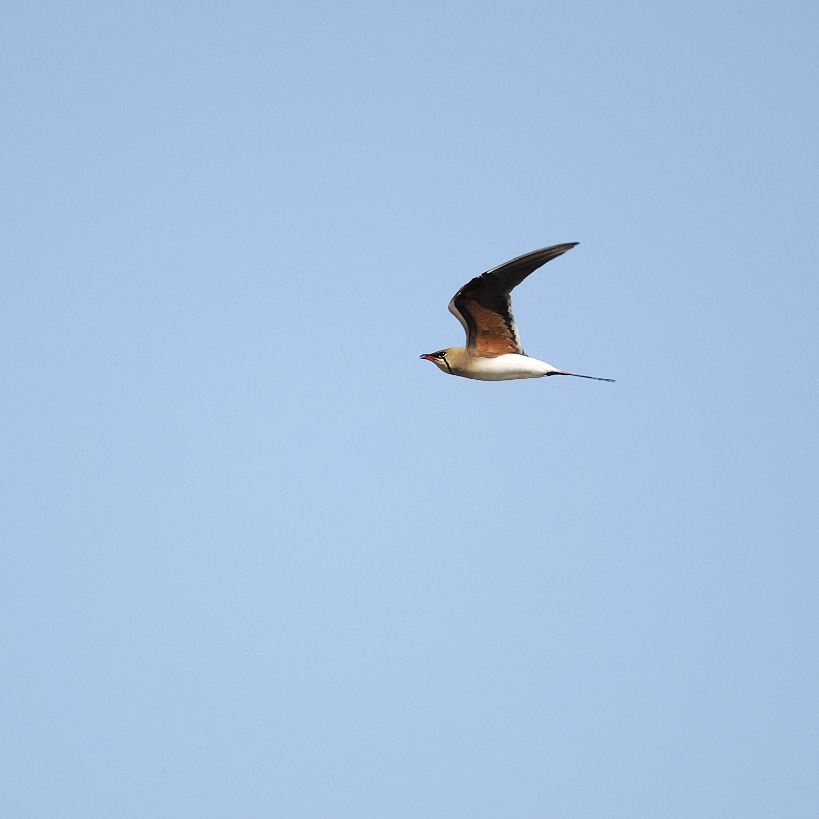 Collared Pratincole