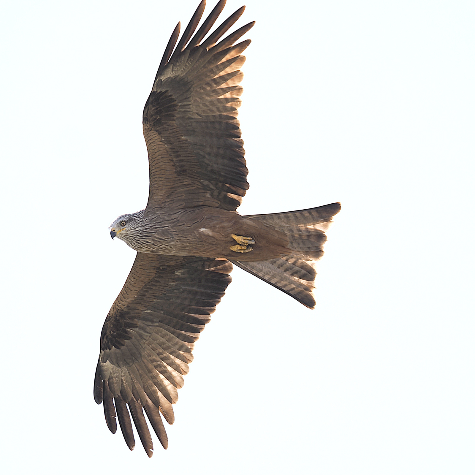 Black Kite