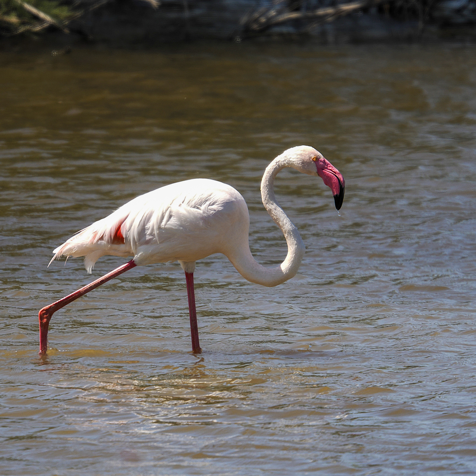 Greater Flamingo