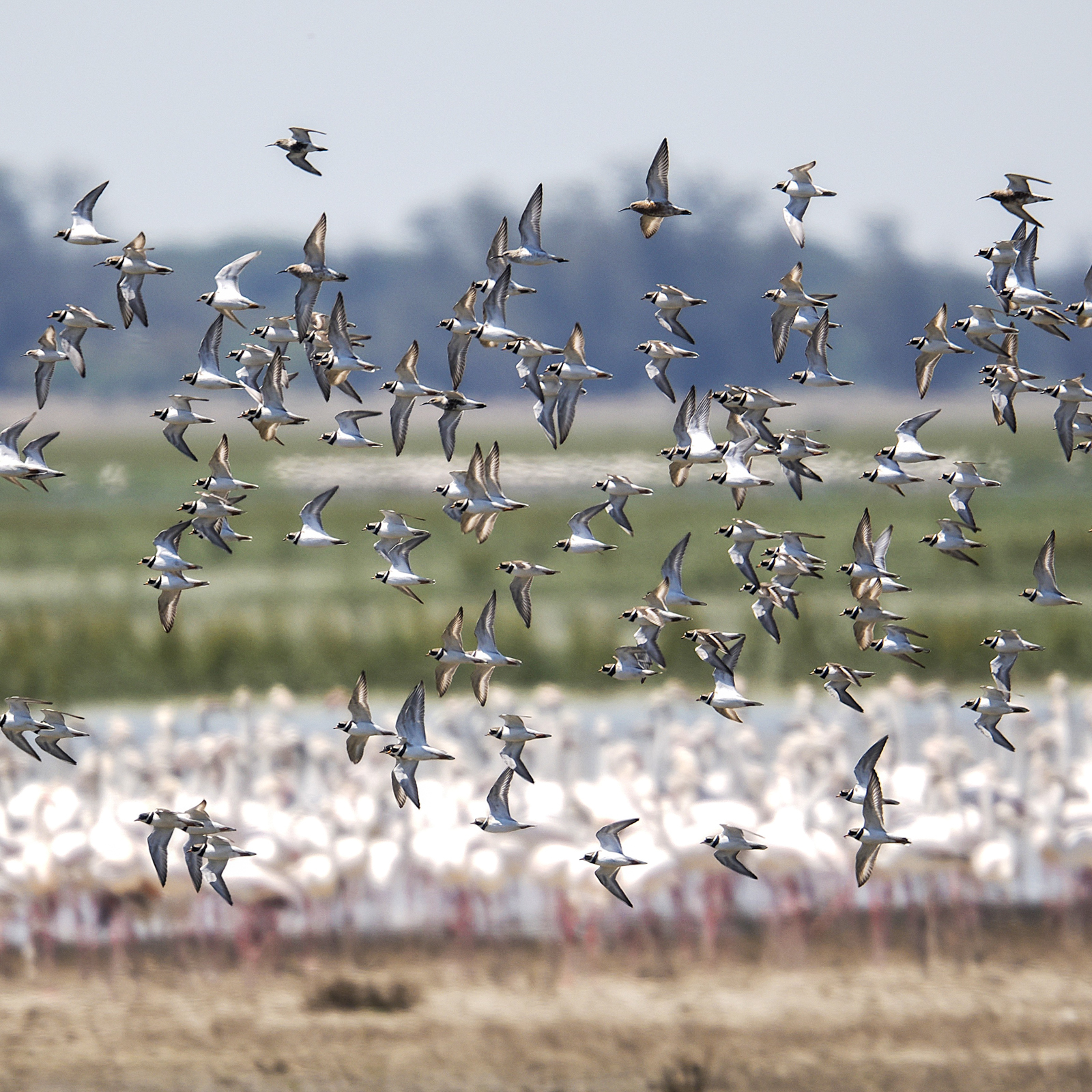 Waders and flamingos at Donana