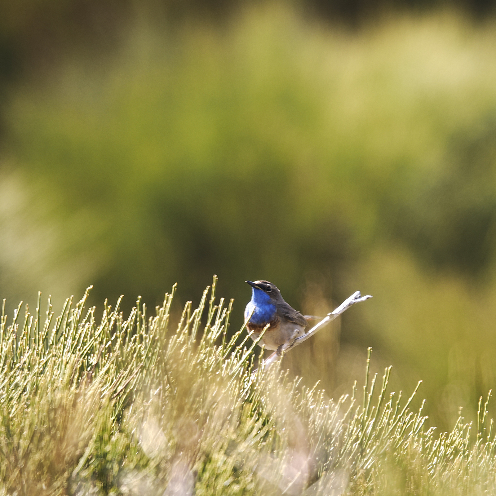 Bluethroat