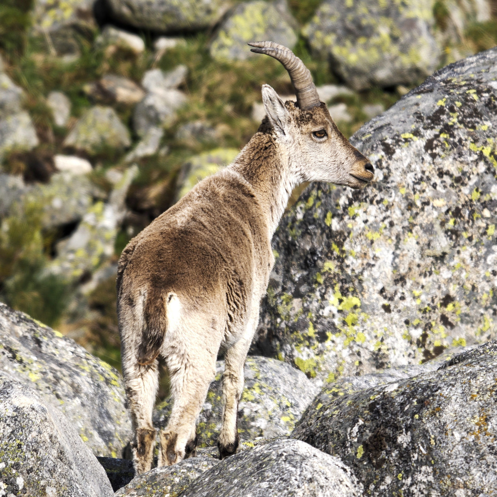 Iberian Ibex, female
