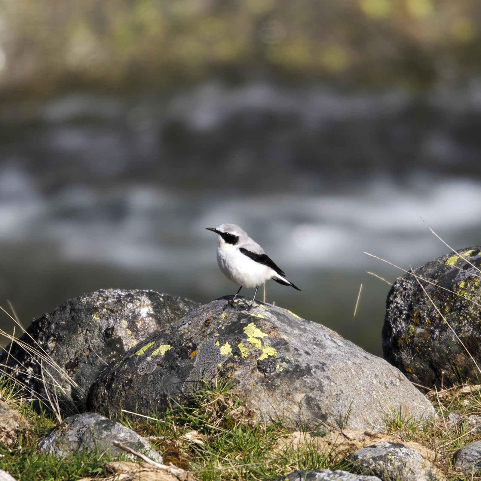 Northern Wheatear