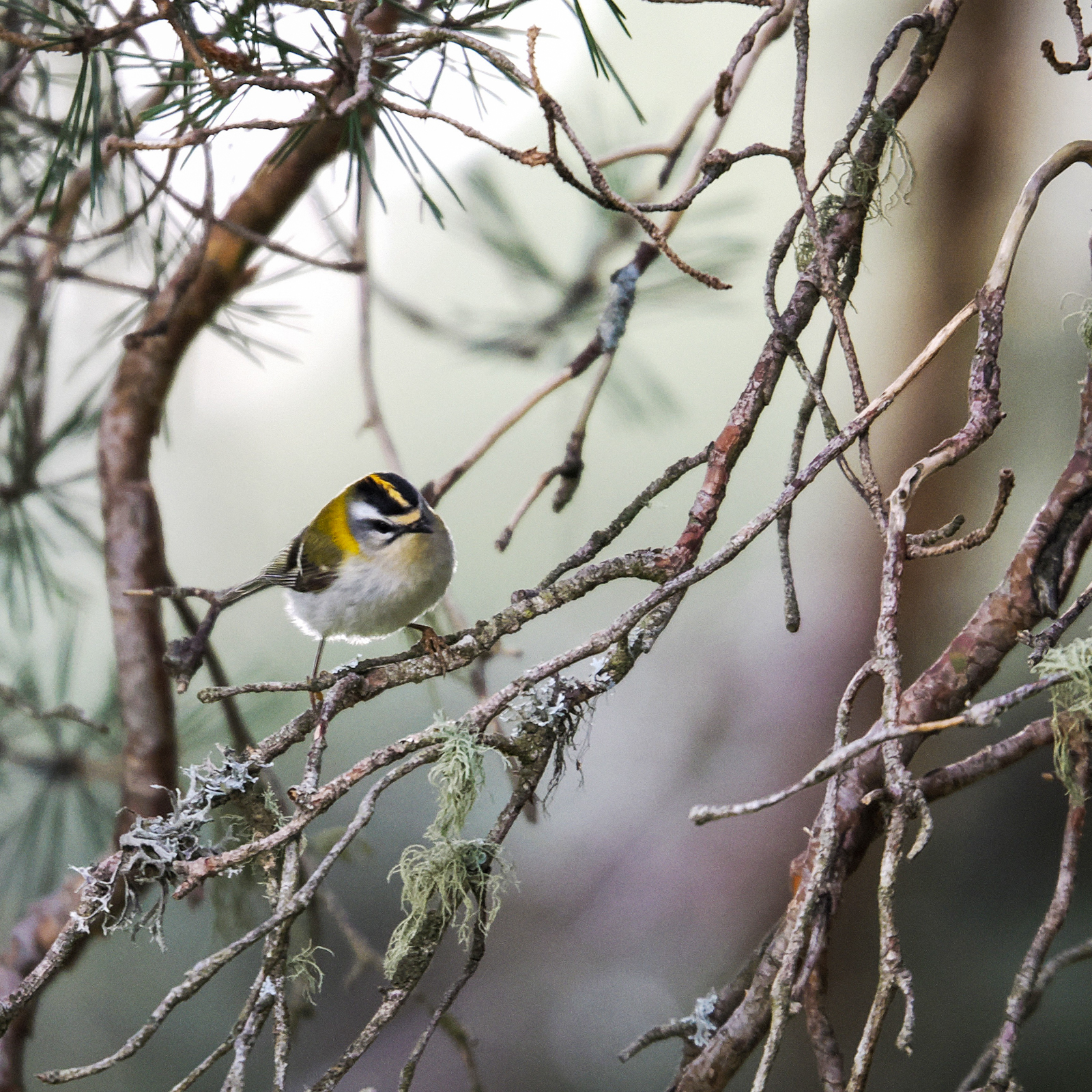 Firecrest