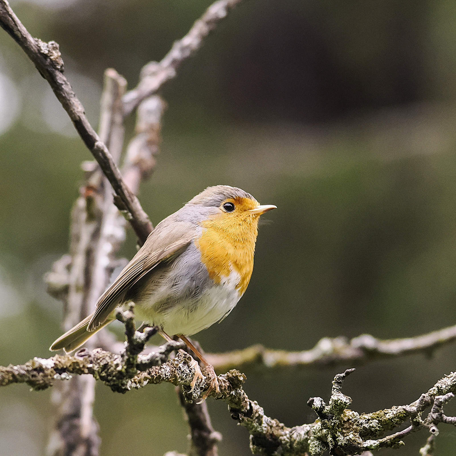 European Robin