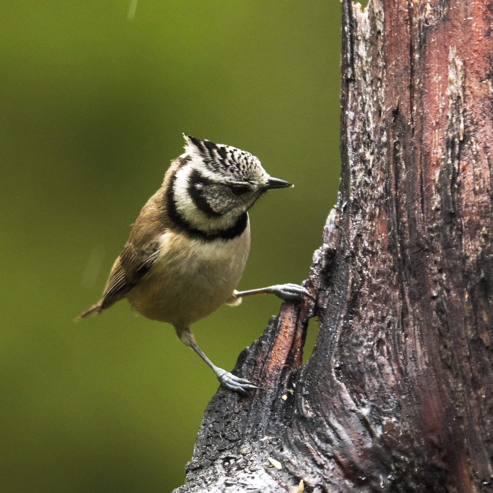 Crested Tit