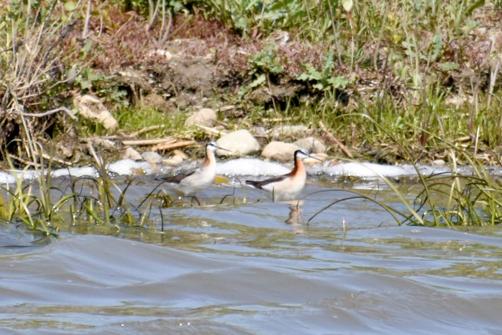 Wilson's Phalarope