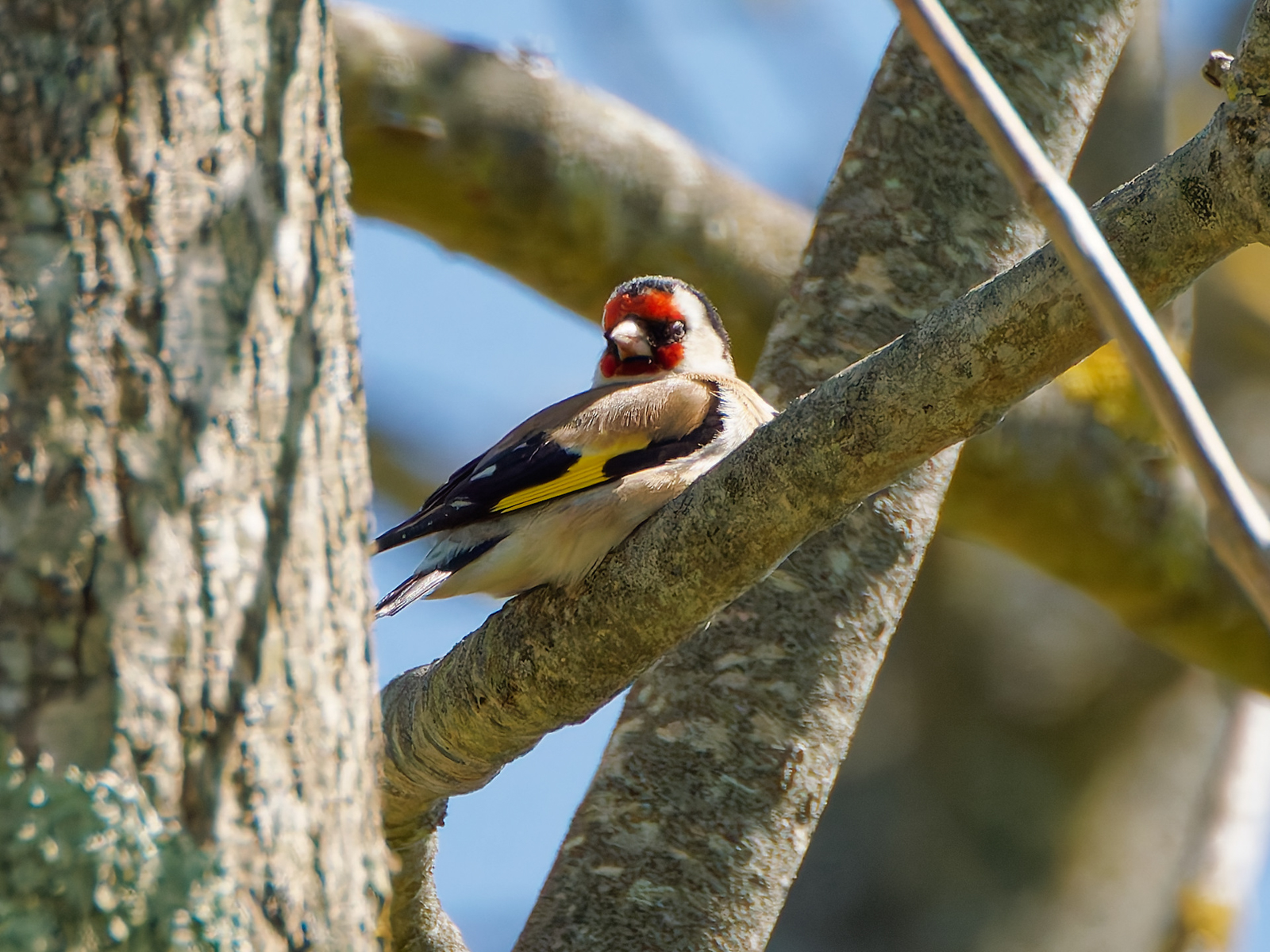 European Goldfinch