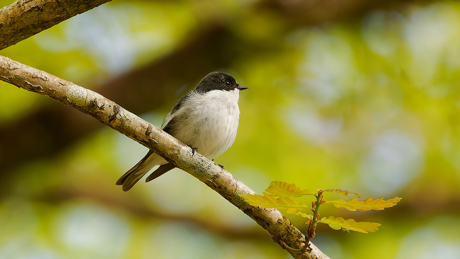 European Pied Flycatcher