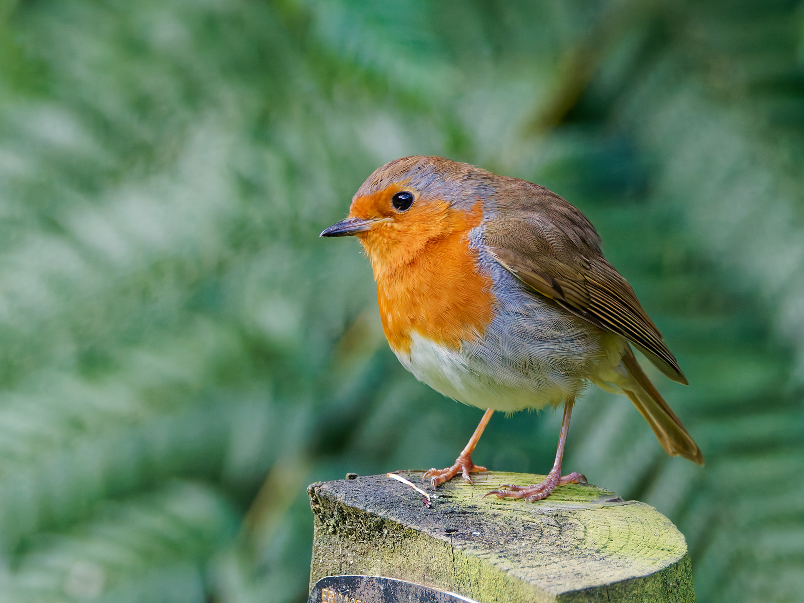 European Robin