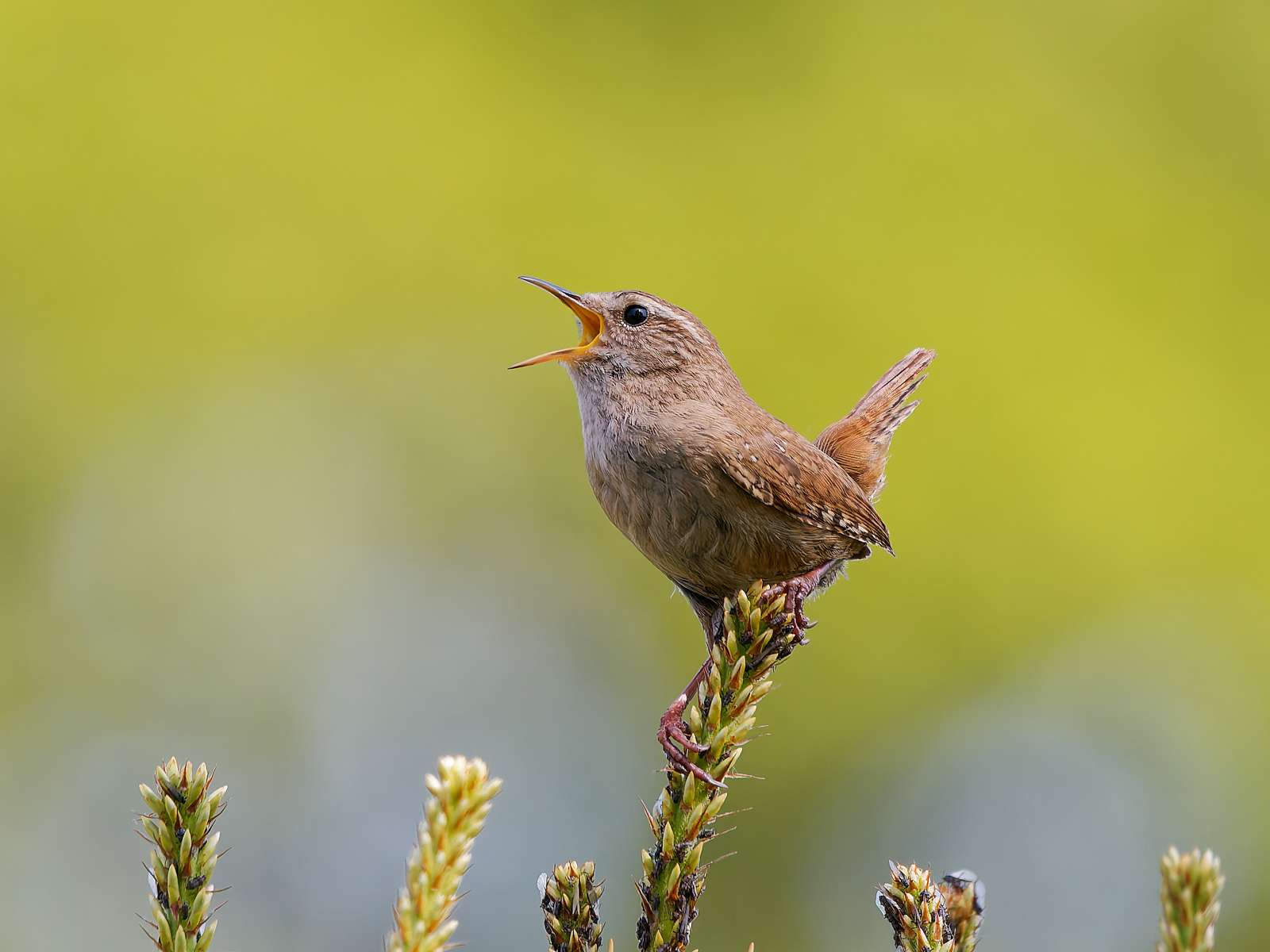 Eurasian Wren