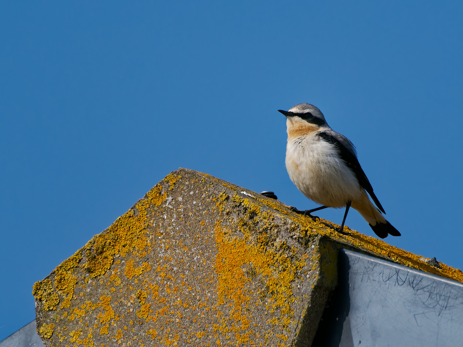Northern Wheatear